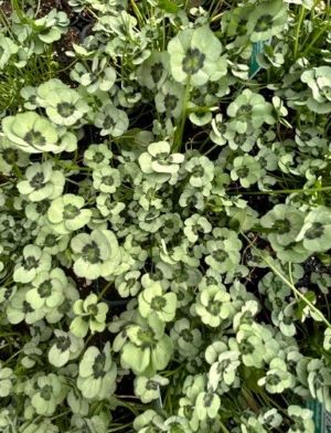 TRIFOLIUM 4 Luck Green Glow